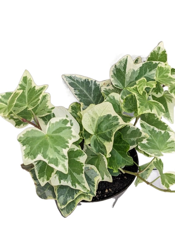 Our Care Guide for Indoor Common English Ivy (Hedera Helix)