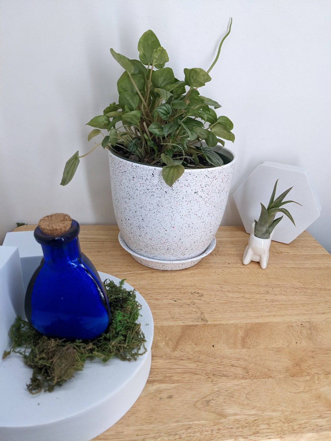 Peperomia Silver Frost Indoor House Plant Shiny Plant Leaves Etsy