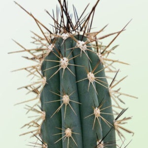 Toothpick cactus Stetsonia Coryne Grayish-Green Columnar Night Blooming/Flowering Cactus/Succulent Big Large Grower image 1