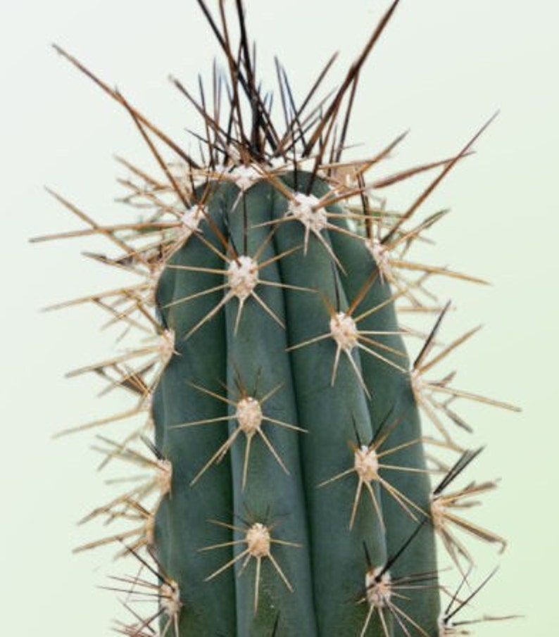 Toothpick cactus Stetsonia Coryne Grayish-Green Columnar Night Blooming/Flowering Cactus/Succulent Big Large Grower image 1