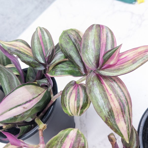 AMAZING Plant COLOR Multicolor Tradescantia Zebrina/ Wandering Jewel Colorful House Plant Inch Plant