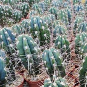 Toothpick cactus Stetsonia Coryne Grayish-Green Columnar Night Blooming/Flowering Cactus/Succulent Big Large Grower image 2