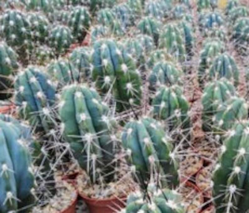 Toothpick cactus Stetsonia Coryne Grayish-Green Columnar Night Blooming/Flowering Cactus/Succulent Big Large Grower image 2