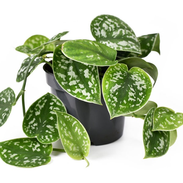 Silver Satin Pothos Scindapsus pictus Amazing Alive Houseplant Size Options with free plant bonus gift