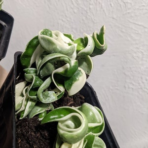 Variegated Hindu Rope,  Indian Rope, Krinkle Kurl, Hoya Wax Plan, Hoya Carnosa Compacta Variegata Regalis Healthy &Fully Rooted Living Plant