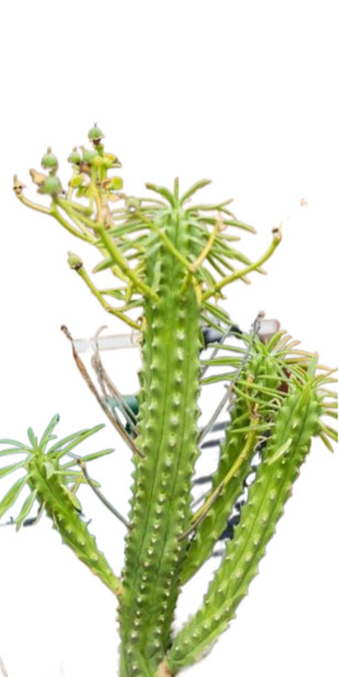 African Palm Tree Euphorbia Loricata Palm Cactus Succulent Etsy