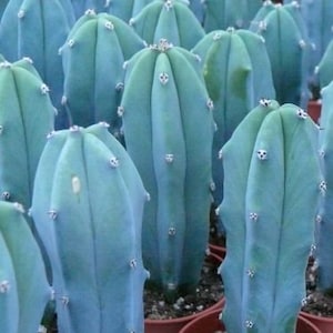 Blue Candle Cactus Blue Elite Cacti Myrtillocactus geometrizan