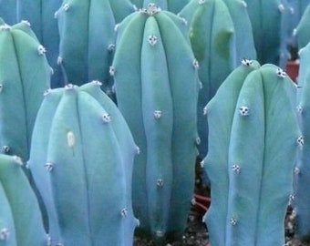 Blue Candle Cactus Blue Elite Cacti Myrtillocactus geometrizan