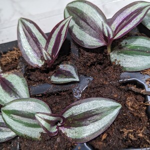 Zebrina Tradescantia Wandering Spiderwort Inch Plant Tradescantia House Plant & Easy Care Purple Sliver Outdoor image 4