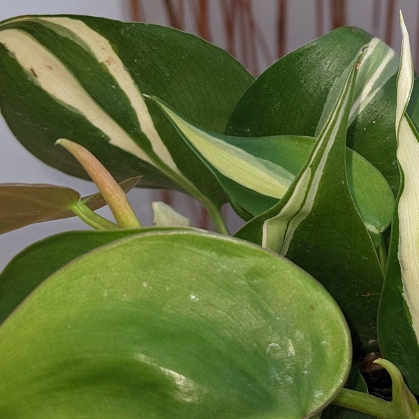Silver Stripe RARE Pothos Philodendron Related To Brazil Rio and Gabby Pothos Philodendron