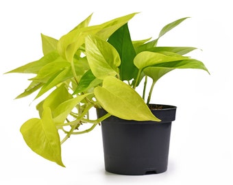 Neon Lemon lime Pothos Neon Money Plant Epipremnum Aureum Devil’s ivy