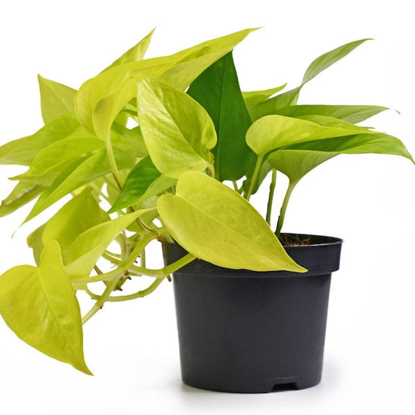 Neon Lemon lime Pothos Neon Money Plant Epipremnum Aureum Devil’s ivy