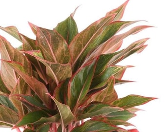 Red Chinese Evergreen Live Indoor Plant Aglaonema Indoor Houseplant Garden Easy Care Low To Med Light Apartment Home of Office Plant