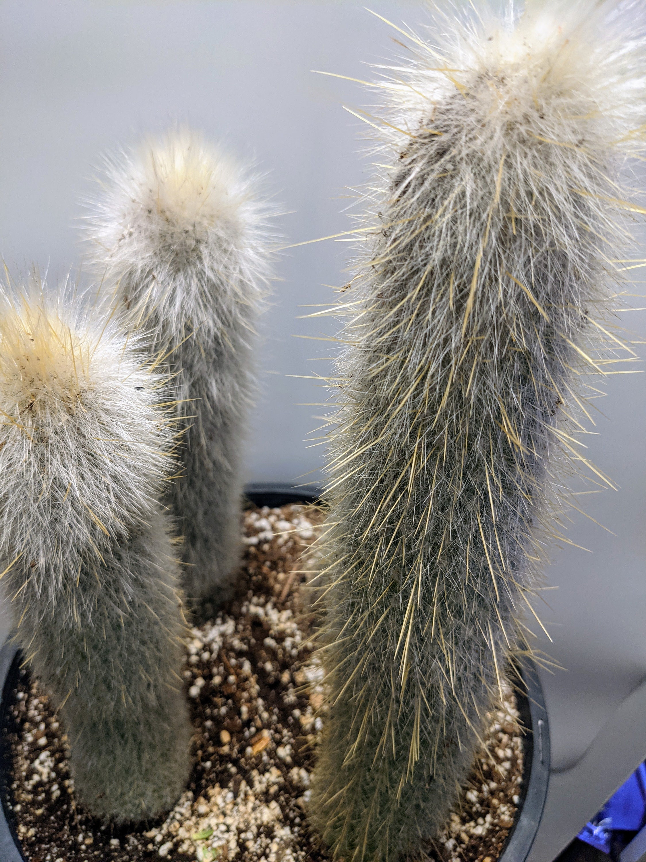 Silver Torch Cactus/cacti Cleistocactus Strausii Snow - Etsy
