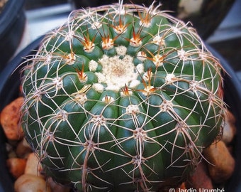 Ball Barrel Cacti/Cactus  Uncommon Parodia werneri,notocactus uebelmannianus Outdoor Indoor Barrel Cactus Succulent Plant Living