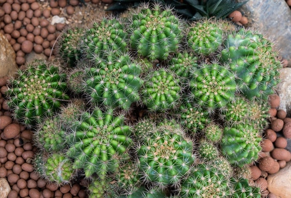 Bola de cactus al aire libre cerca del suelo con flores para - Etsy México Bola de cactus al aire libre cerca del suelo con flores para - Etsy México