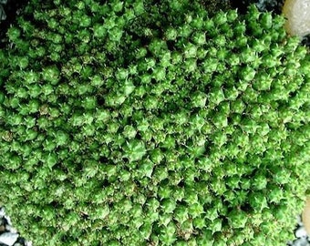 Euphorbia Monstrose - Etsy