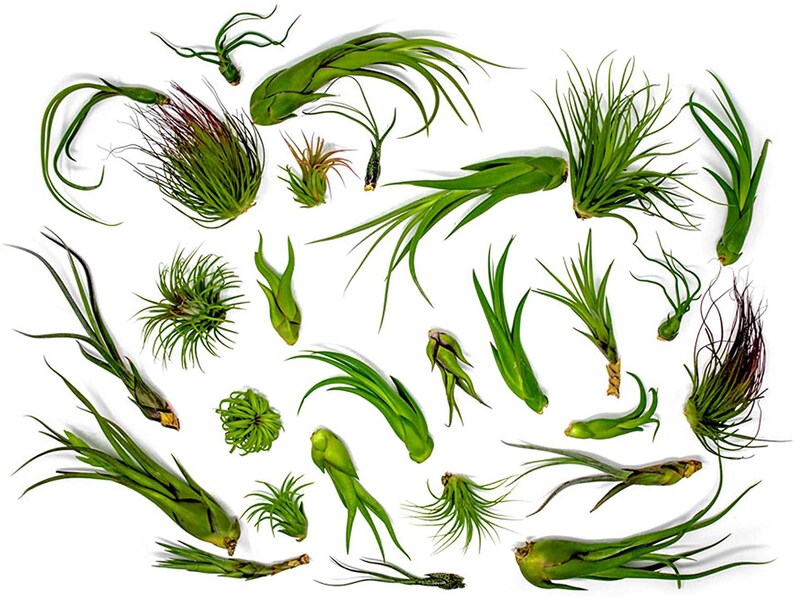 Air Plants Tillandsia Ionantha Wholesale Tillandsia Air Plants Etsy