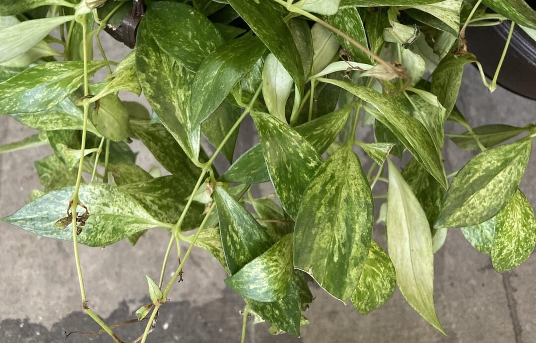 RARE Mini Variegated Lipstick Plant Aeschynanthus Micranthus 'variegata