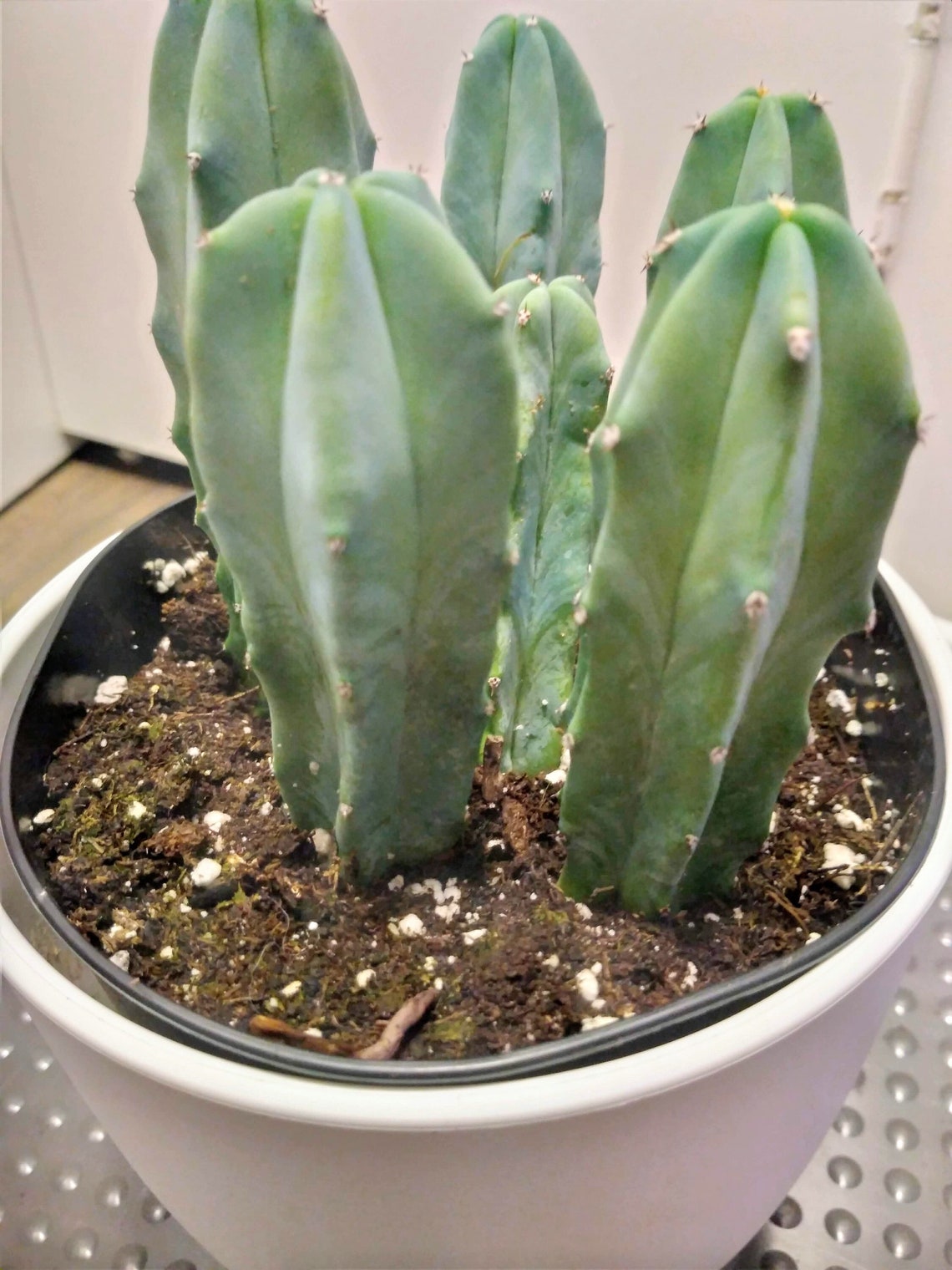 Blue Candle Cactus Blue Cacti Myrtillocactus Geometrizan - Etsy