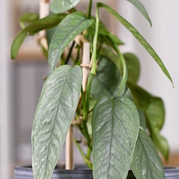 RARE Cebu Blue Pothos Epipremnum Pinnatum  - Hanging Basket  - Indoor Houseplant  Tropical Plant