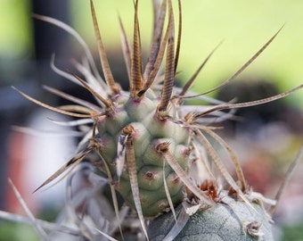 Paper Spine Cactus, Spruce Cactus Opuntia articulata papyracantha Cactus/Cacti Collector Plant