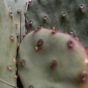 Purple Prickly Pear Sapphire Wave Opuntia Macrocentra Very COLD HARDY Outdoor Cacti image 4