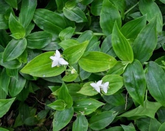 Fast Growing Flowering Ground Cover Trailing Gold Tradescantia Fluminensis Inch Plant Spiderwort - Wandering Jewel Dude Plant Node Cutting