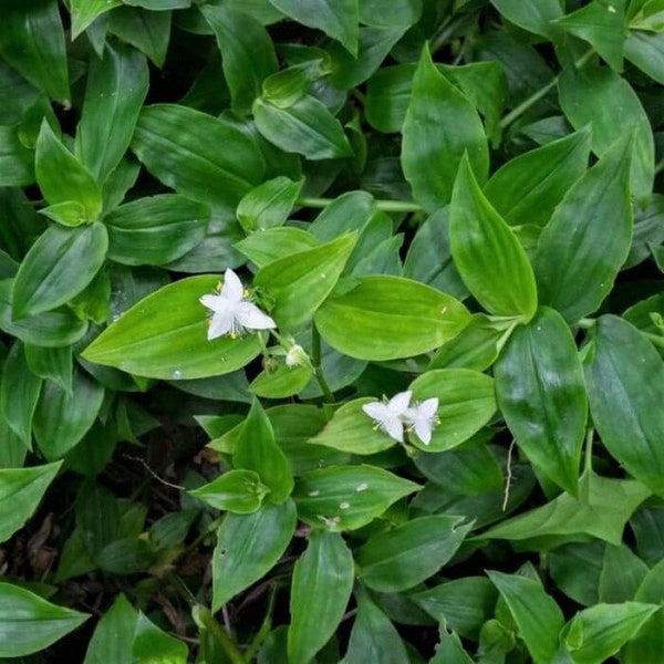 ground-cover-etsy