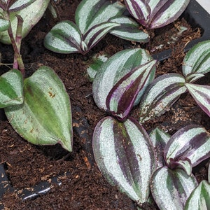 Zebrina Tradescantia Wandering Spiderwort Inch Plant Tradescantia House Plant & Easy Care Purple Sliver Outdoor image 3