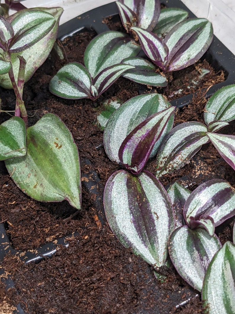 Zebrina Tradescantia Wandering Spiderwort Inch Plant Tradescantia House Plant & Easy Care Purple Sliver Outdoor image 3