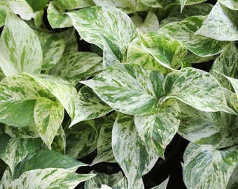 Snow Queen Pothos Indoor Plant Highly Variegated Pothos Houseplant Popular with FREE Bonus Plant Gift