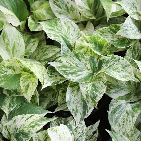 Snow Queen Pothos Indoor Plant Highly Variegated Pothos Houseplant Popular with FREE Bonus Plant Gift