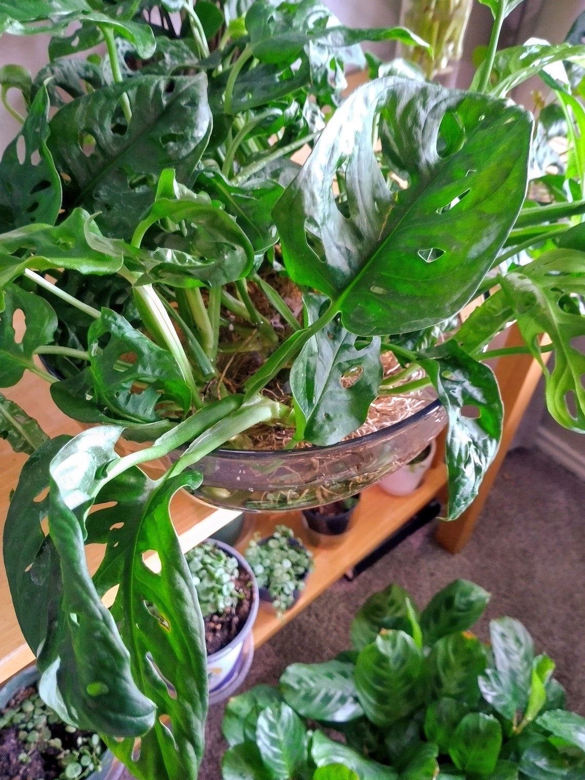 Swiss Cheese Plant Cutting Tropical Houseplant Vine Etsy