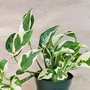 Pearls and Jade Pothos House Plant Pot Soil and Plant of Pearls & Jade Pothos Care - Epipremnum aureum Low To Med Home Houseplants