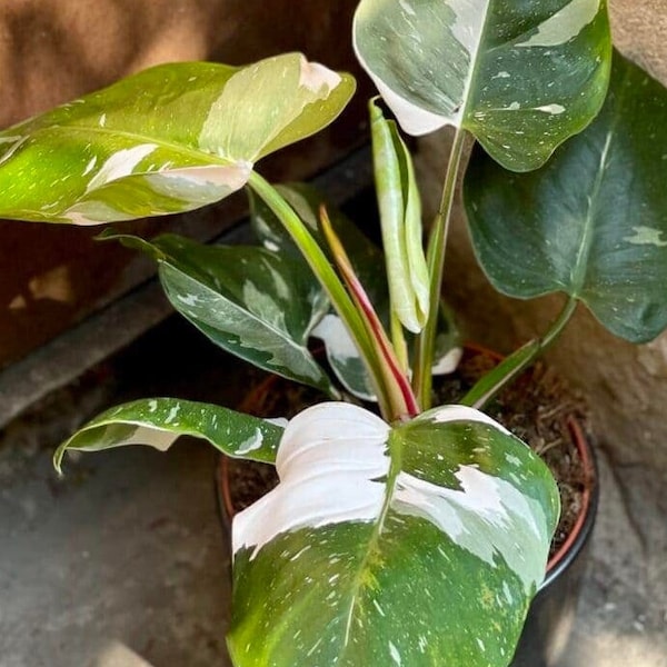 White Princess Philodendron Rare Variegated Tropical Indoor House Plant White Ice Princess Philodendron Exotic Collectors Live Plant