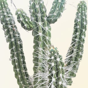 Toothpick cactus Stetsonia Coryne Grayish-Green Columnar Night Blooming/Flowering Cactus/Succulent Big Large Grower image 4