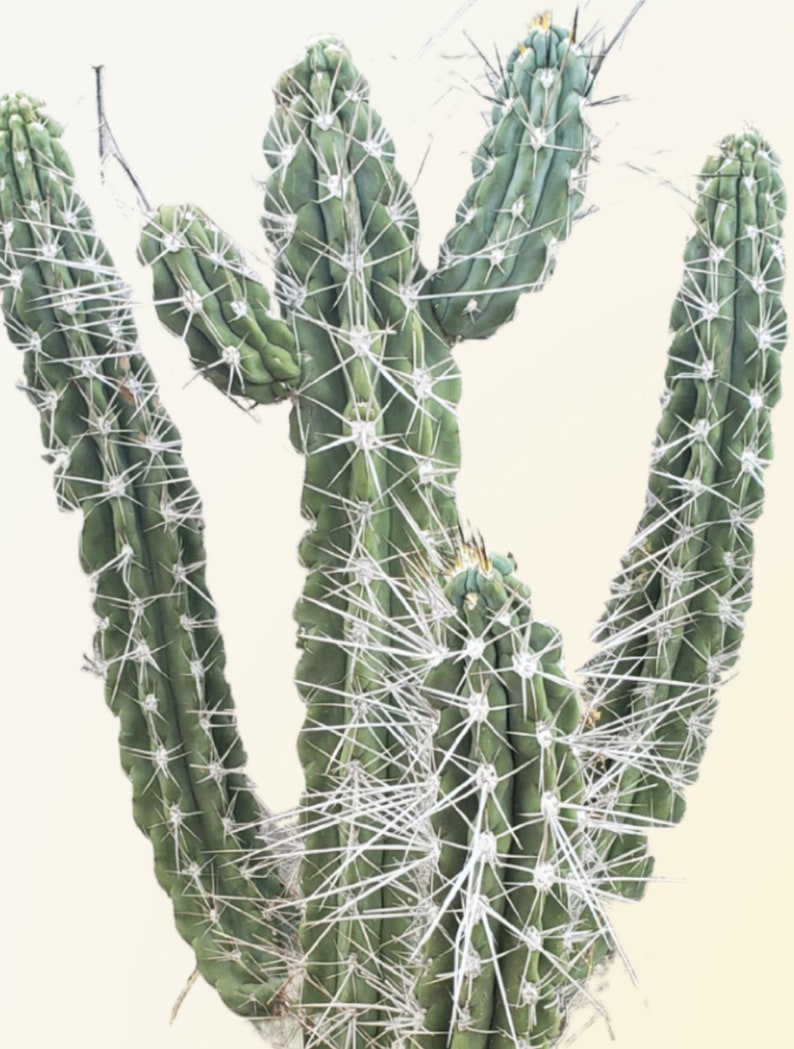 Toothpick cactus Stetsonia Coryne Grayish-Green Columnar Night Blooming/Flowering Cactus/Succulent Big Large Grower image 4