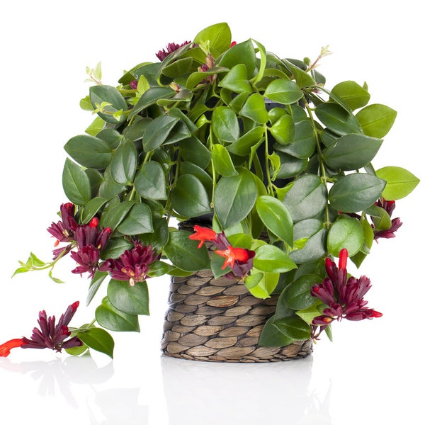 Lipstick Plant Aeschynanthus spp. Red Flowering Indoor House Plant - Cuttings, 2" 4" 6" Inch Rooted Plant Pot Size