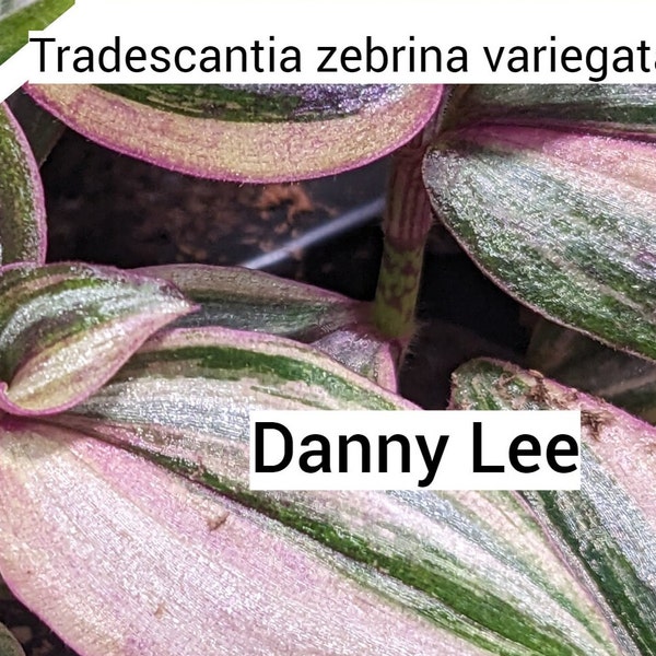 Danny Lee Tradescantia zebrina  Wandering Spiderwort Inch Plant Indoor Garden Plant Variegated Tradescantia Cutting or Buy Rooted Inch Plant