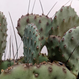 Purple Prickly Pear Sapphire Wave Opuntia Macrocentra Very COLD HARDY Outdoor Cacti image 2