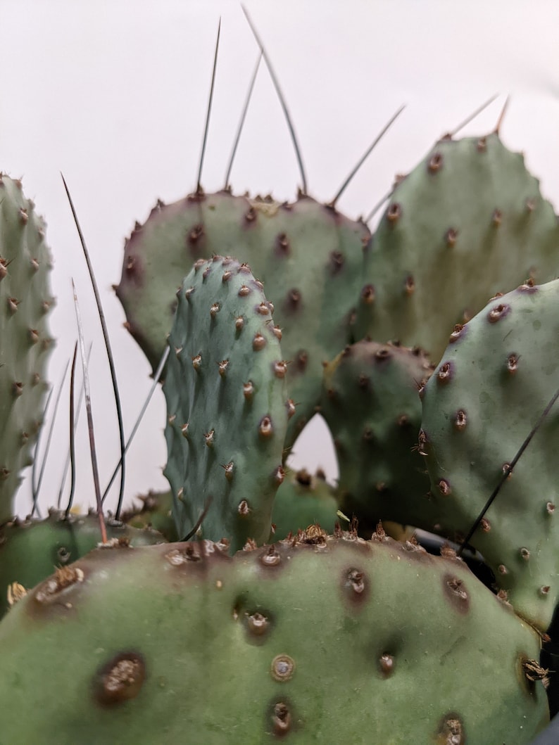 Purple Prickly Pear Sapphire Wave Opuntia Macrocentra Very COLD HARDY Outdoor Cacti image 2