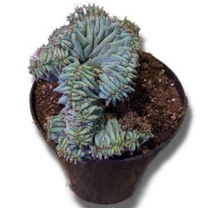 Blue Elite Crested Myrtillocactus Geometrizans  - Crested Blue Cactus -
