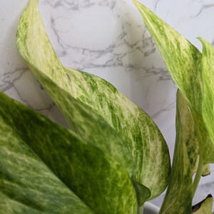 Extremely RARE High Voltage Neon Pothos Extremely Rare Variegated Alta Voltagem Pothos Epipremnum aureum Collector Variegated Plant image 9