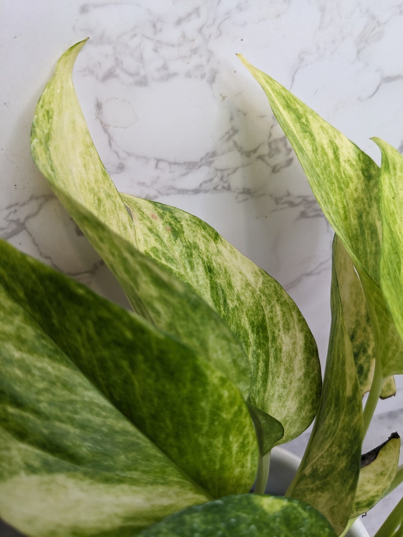 Extremely RARE High Voltage Neon Pothos Extremely Rare Variegated Alta Voltagem Pothos Epipremnum aureum Collector Variegated Plant image 9