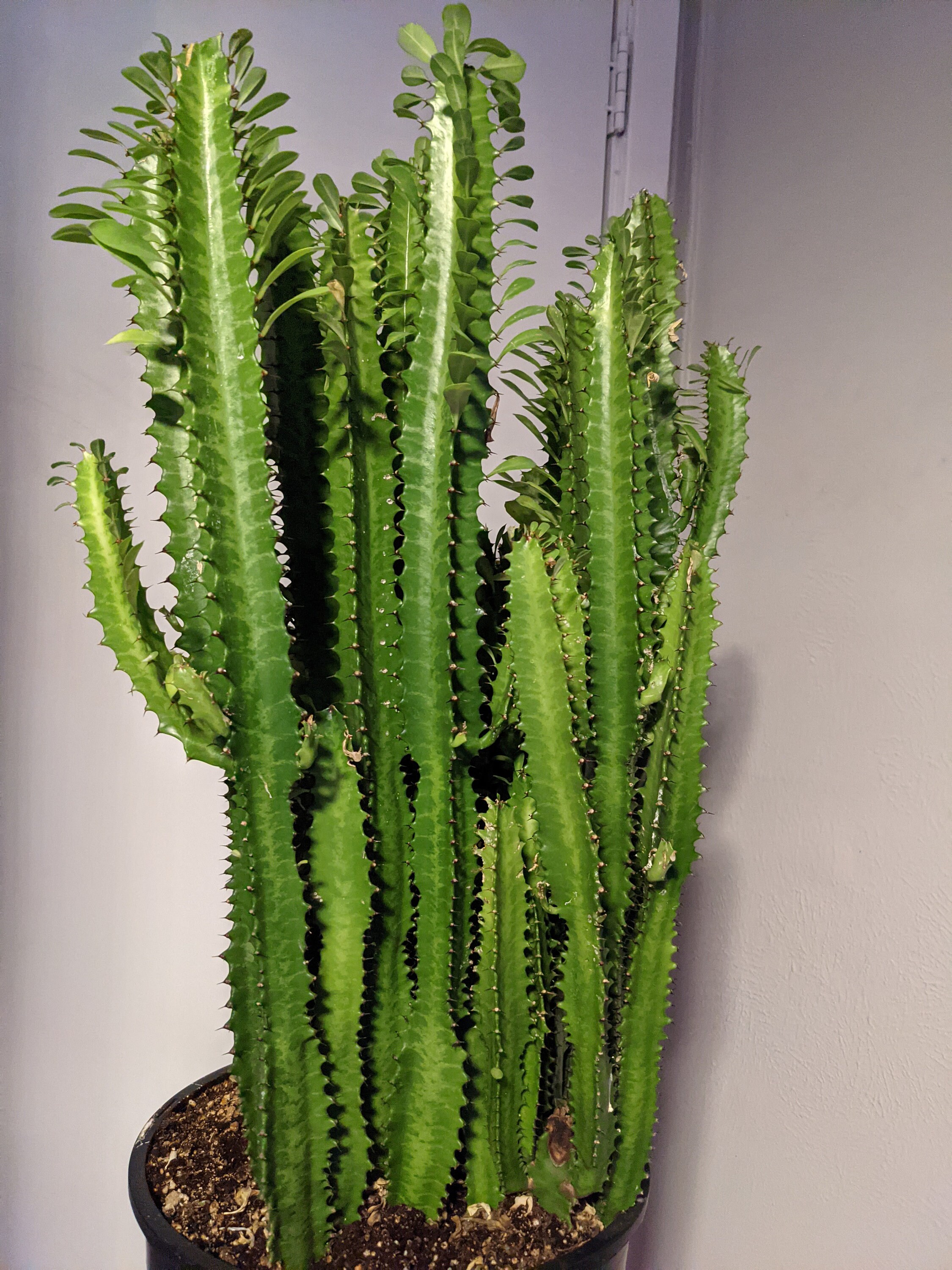 Green African Milk Tree Euphorbia Trigona Succulent Cactus - Etsy