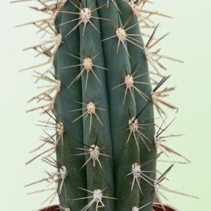 Toothpick cactus Stetsonia Coryne Grayish-Green Columnar Night Blooming/Flowering Cactus/Succulent Big Large Grower image 5