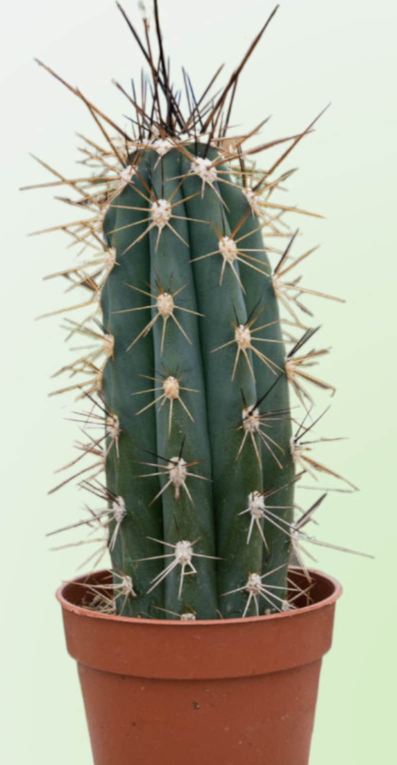 Toothpick cactus Stetsonia Coryne Grayish-Green Columnar Night Blooming/Flowering Cactus/Succulent Big Large Grower image 5