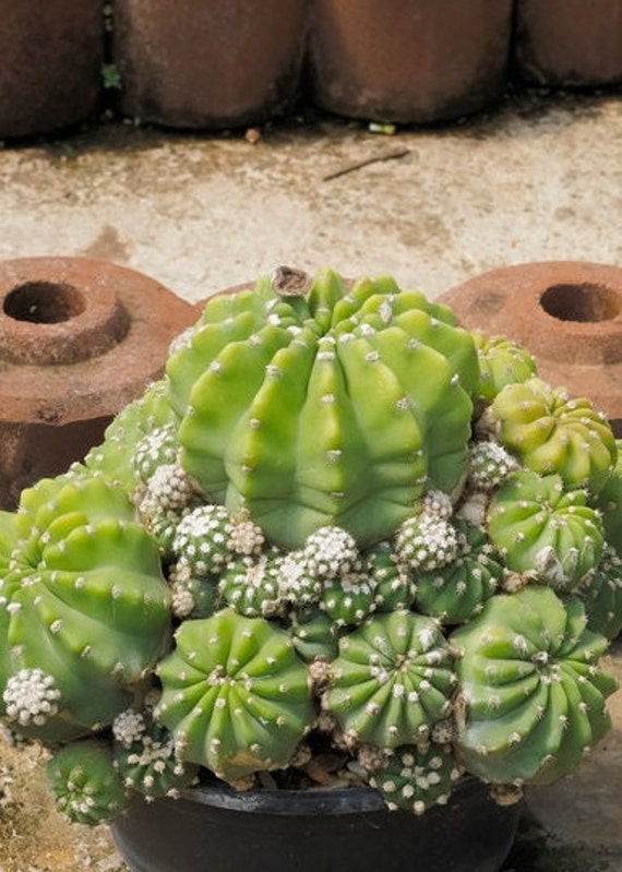 Bola de cactus al aire libre cerca del suelo con flores para - Etsy México Bola de cactus al aire libre cerca del suelo con flores para - Etsy México