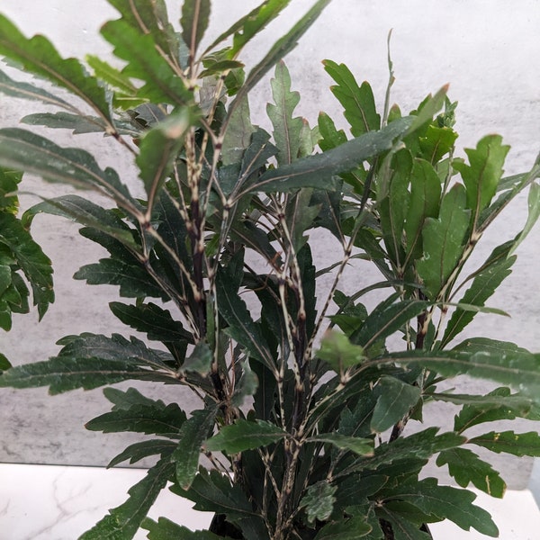 Galaxy False Aralia Plerandra Elegantissima Perfect Indoor Plant Small Miniature Indoor Tree Houseplant